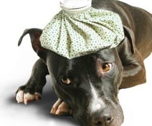Top Tips to Treat & Prevent Colds