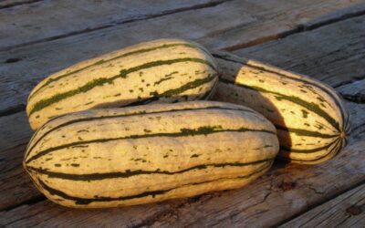 Oven Roasted Delicata Squash Recipe