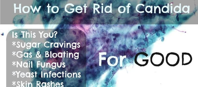 candida, yeast infections, candida albicans