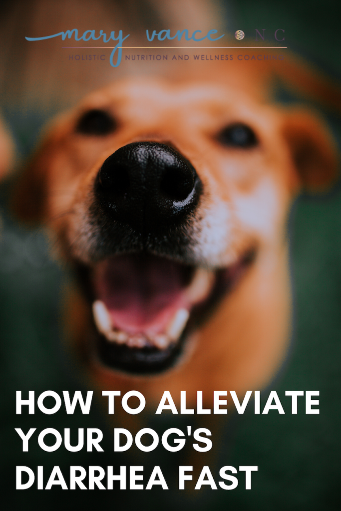 how-to-alleviate-your-dogs-diarrhea