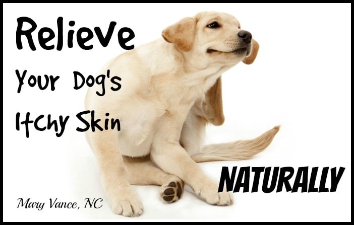 Relieve Your Dog’s Itchy Skin Naturally