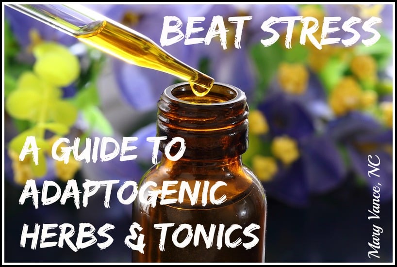 Beat Stress: A Guide to Adaptogenic Herbs