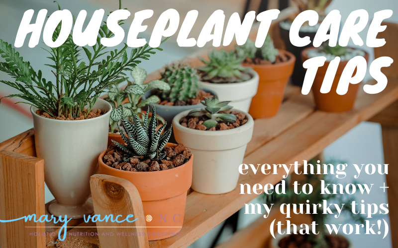 Houseplant Care Tips You Won’t Find Elsewhere